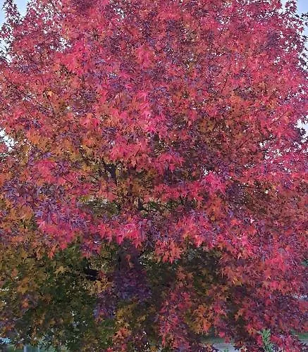 Holiday home Villa Lago Foreground Lakefront Beach Bike&Boat& Scooter Lake Como