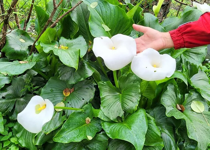 Holiday home Villa Lago Foreground Lakefront Beach Bike&Boat& Scooter Lake Como *