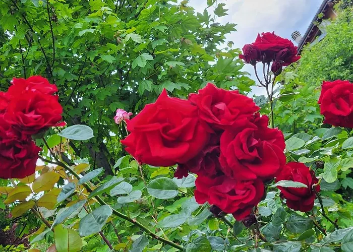 Holiday home Villa Lago Foreground Lakefront Beach Bike&Boat& Scooter Lake Como *