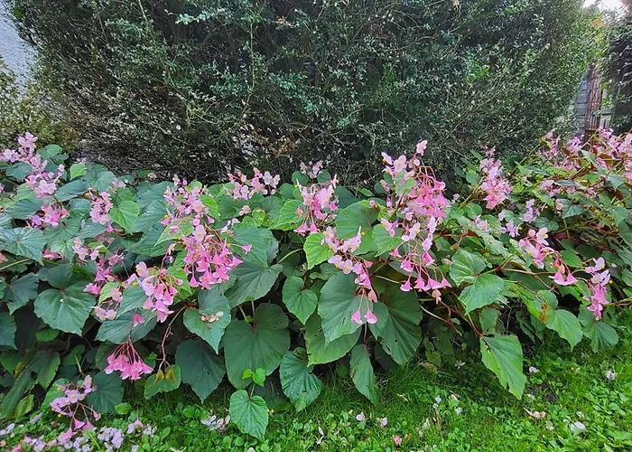 Villa Lago Foreground Lakefront Beach Bike&Boat& Scooter Lake Como Holiday home Colico