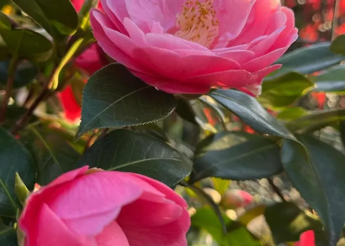 Villa Lago Foreground Lakefront Beach Bike&Boat& Scooter Lake Como *