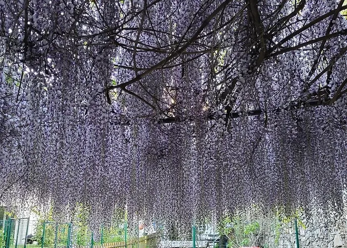 Villa Lago Foreground Lakefront Beach Bike&Boat& Scooter Lake Como