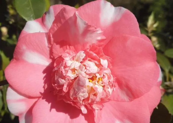 Holiday home Villa Lago Foreground Lakefront Beach Bike&Boat& Scooter Lake Como Colico