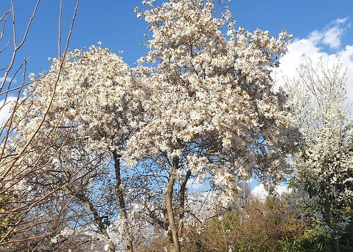 Villa Lago Foreground Lakefront Beach Bike&Boat& Scooter Lake Como *