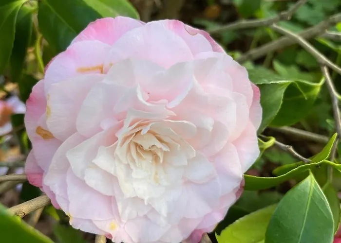 Villa Lago Foreground Lakefront Beach Bike&Boat& Scooter Lake Como Colico