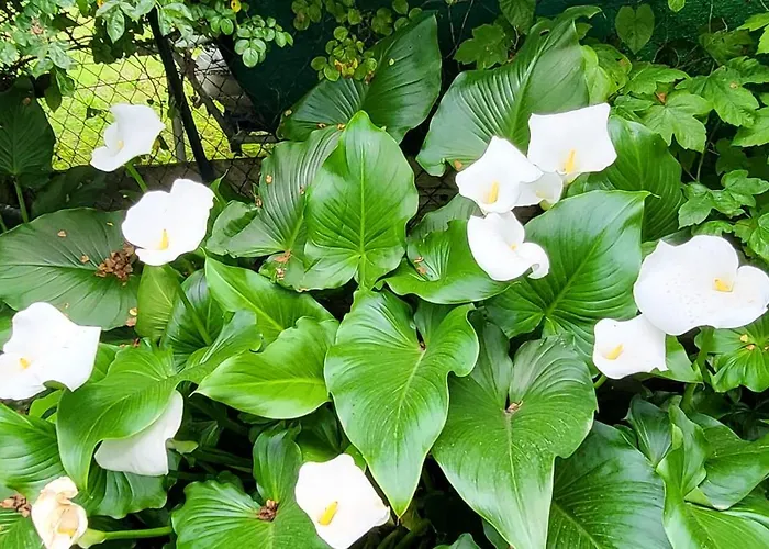Villa Lago Foreground Lakefront Beach Bike&Boat& Scooter Lake Como Holiday home *