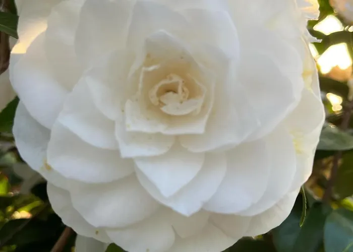 Holiday home Villa Lago Foreground Lakefront Beach Bike&Boat& Scooter Lake Como Colico