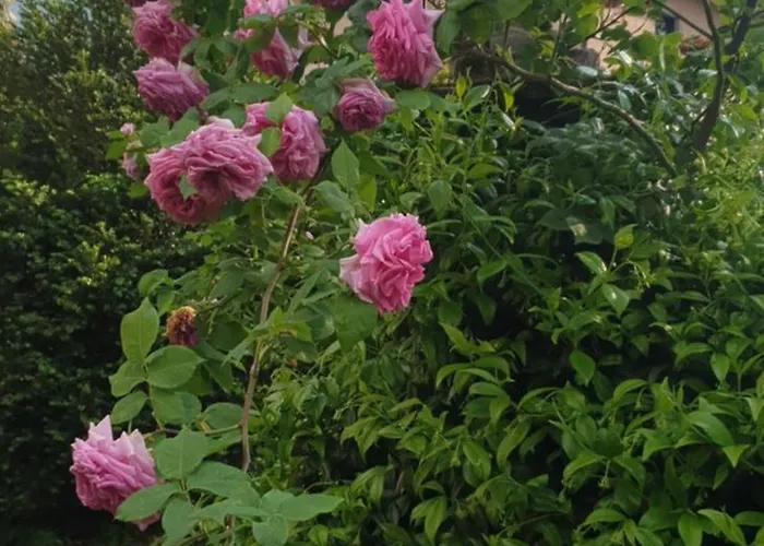 Villa Lago Foreground Lakefront Beach Bike&Boat& Scooter Lake Como *