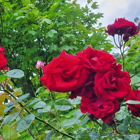 Dom wakacyjny Foregorund Lakeview Winter Retreat Three-bedroom With Balcony *