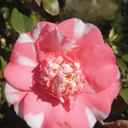 Dom wakacyjny Foregorund Lakeview Winter Retreat Three-bedroom With Balcony Colico