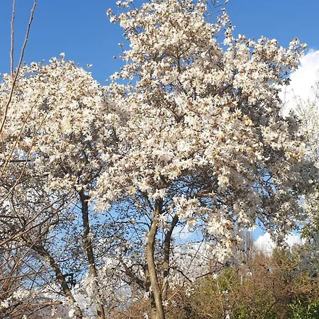 Foregorund Lakeview Winter Retreat Three-bedroom With Balcony *