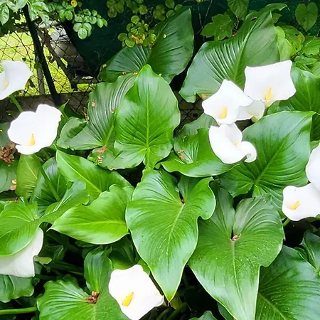 Foregorund Lakeview Winter Retreat Three-bedroom With Balcony Dom wakacyjny *