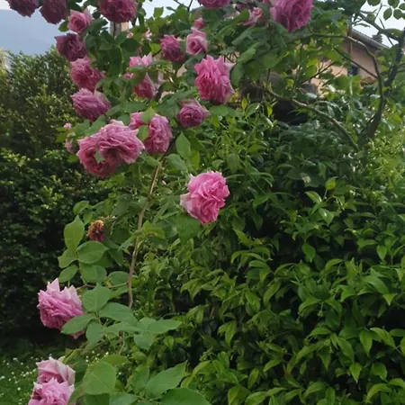 Foregorund Lakeview Winter Retreat Three-bedroom With Balcony *