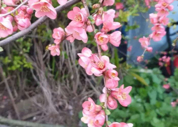 Foreground Lakefront Bike&boat& Scooter * קוליקו