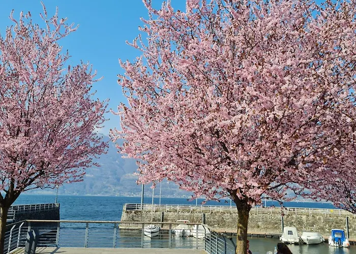 Foreground Lakefront Bike&boat& Scooter קוליקו
