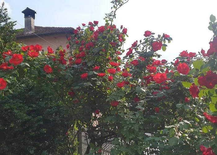 Foreground Lakefront Bike&boat& Scooter * קוליקו
