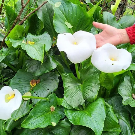 Feriehus Foregorund Lakeview Winter Retreat Three-bedroom With Balcony *