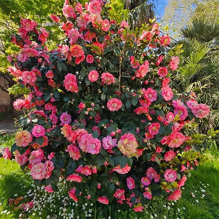 Foregorund Lakeview Winter Retreat Three-bedroom With Balcony Feriehus *