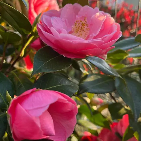 Foregorund Lakeview Winter Retreat Three-bedroom With Balcony *