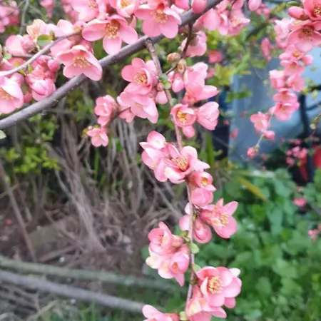 Foregorund Lakeview Winter Retreat Three-bedroom With Balcony * Colico