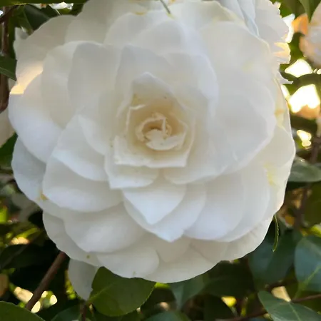 Feriehus Foregorund Lakeview Winter Retreat Three-bedroom With Balcony Colico